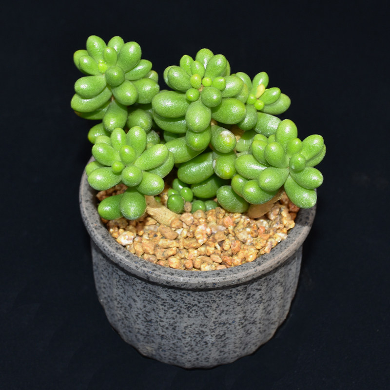 绿龟之卵多肉植物精品老桩小贵稀有品种防辐射多肉植物