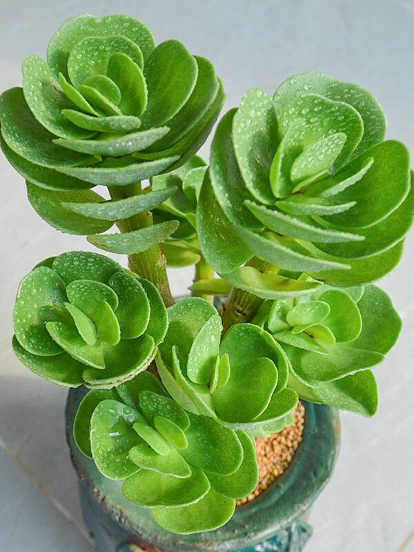 金钱木老桩室内多肉植物盆栽发财树客厅好养桌面多肉植物