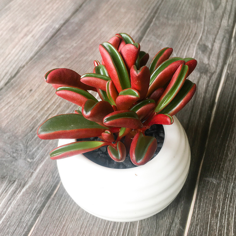 泰曼室内红背椒草老桩云南南多肉花植物组合多肉植物