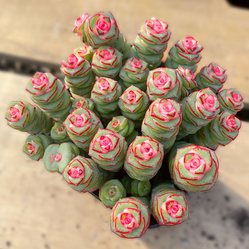 彩色钱串锦多肉植物老桩新手好养肉肉钱串子大株多肉植物