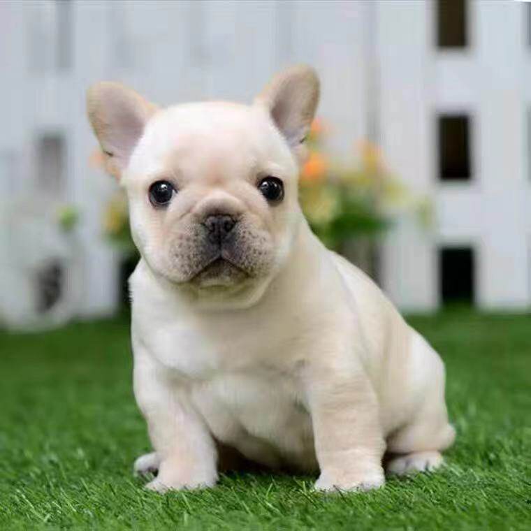 出售法国斗牛犬幼犬纯种奶油色法牛幼犬蓝牛法斗幼犬宠物狗狗活体