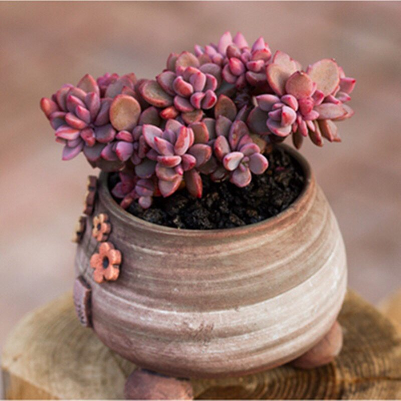 多肉紫心植物群生老桩进口办公桌防辐射客厅花卉多肉植物