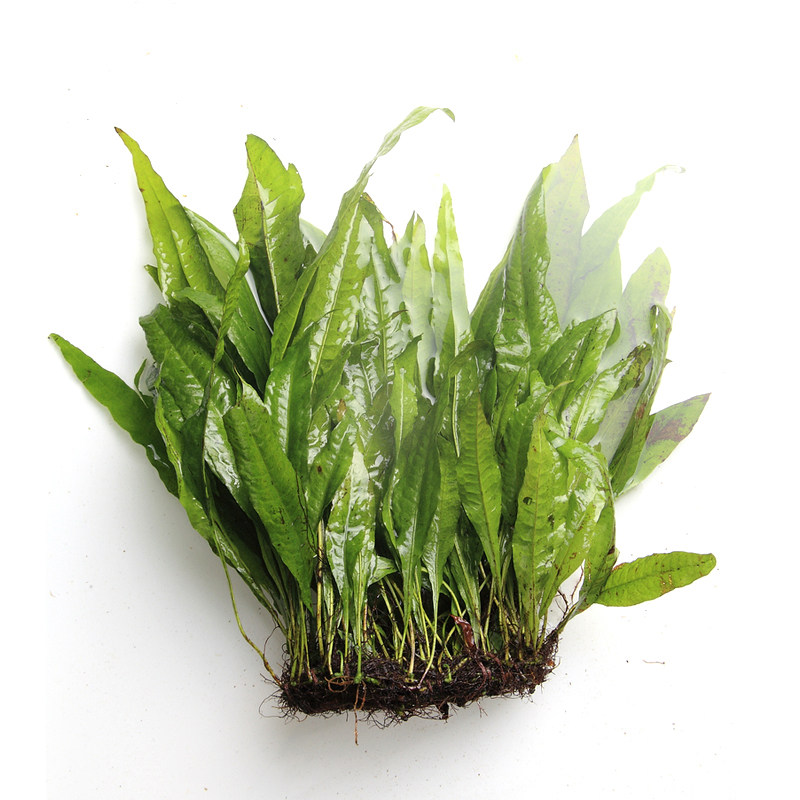 朴水造物大叶柳叶鹿角角铁皇冠活体水草系列水草