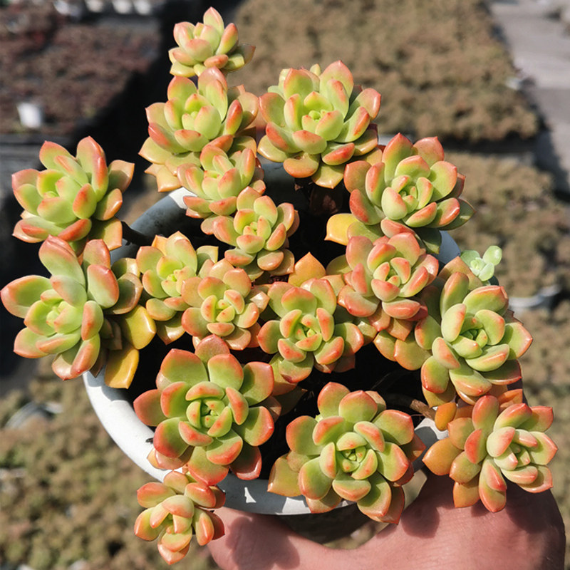 马库斯多肉老桩组合盆栽植物室外阳台好养群生多肉植物