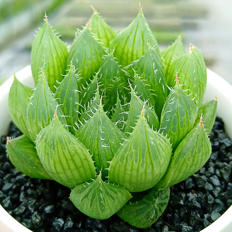 玉露多肉植物大颗稀有品种宝草水晶芦荟冰灯多肉植物