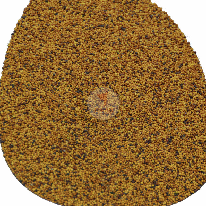 菜籽黄菜籽青菜2份榨油鸟食观花250g种子油菜鸟食