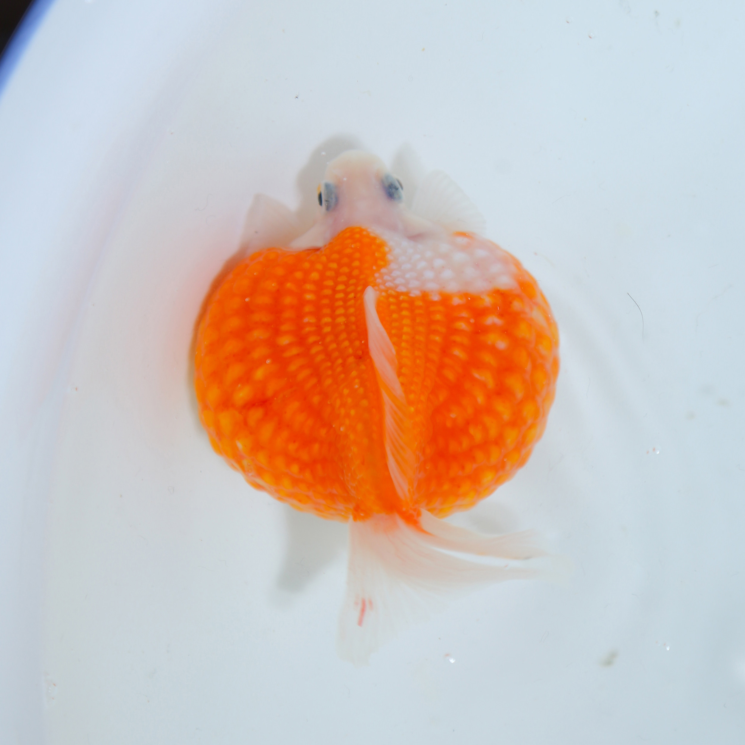 精品鼠头珍珠金鱼活体红白珠子五花淡水冷水鱼