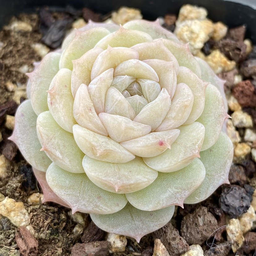 冰糖七总多肉雪梨糖心暗纹黄心杂交纯爱月影多肉植物