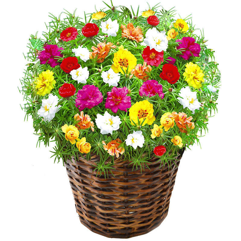 太阳太阳花花苗盆栽花苞混色重瓣花花卉观花植物时令草本花卉