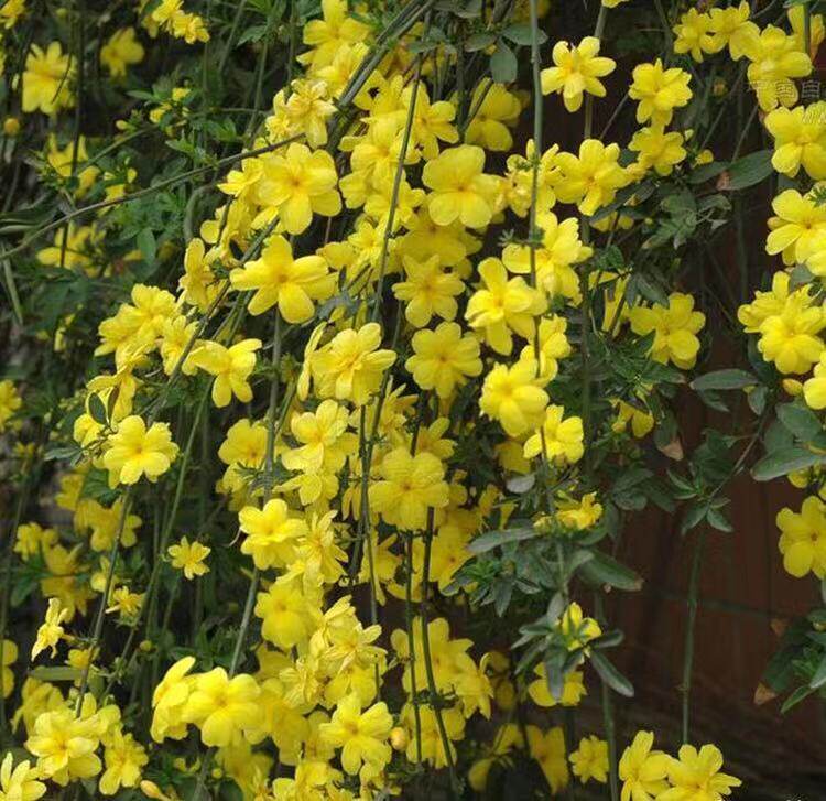 迎春花室外庭院小区观花藤本植物报春花迎春花苗时令草本花卉