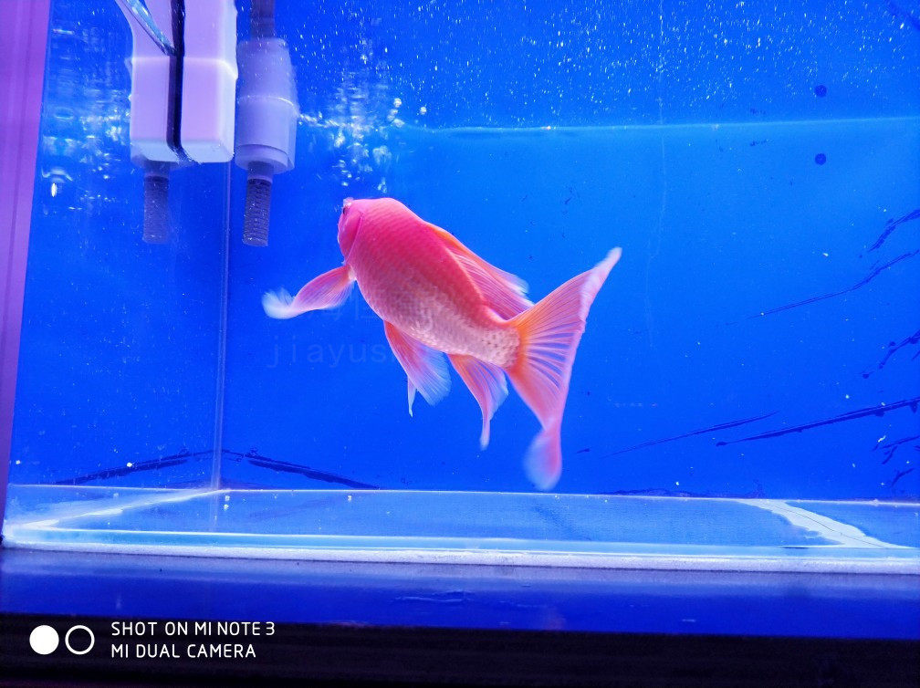 锦鲤龙凤鲤鱼红龙冷水鱼观赏鱼火红凤尾招财活体鱼