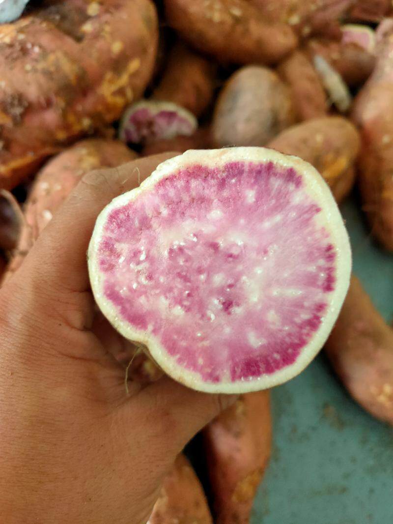 广西花心红薯槟榔冰淇淋紫薯板栗番薯地瓜应季番薯