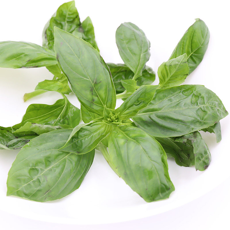 壹香 罗勒叶250g 新鲜欧罗食用西餐香料披萨草 任搭5件顺丰包邮