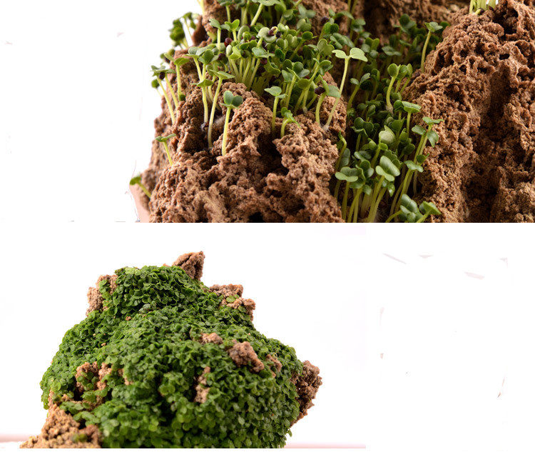 种子四季植物石植物上水草籽专用石专用假山吸水家庭园艺种子