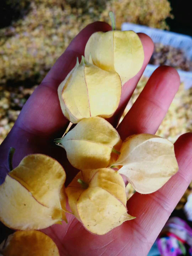 小甜菇娘果 东北特产绿色新鲜水果黄洋姑鸟儿姑娘灯笼果2斤包邮