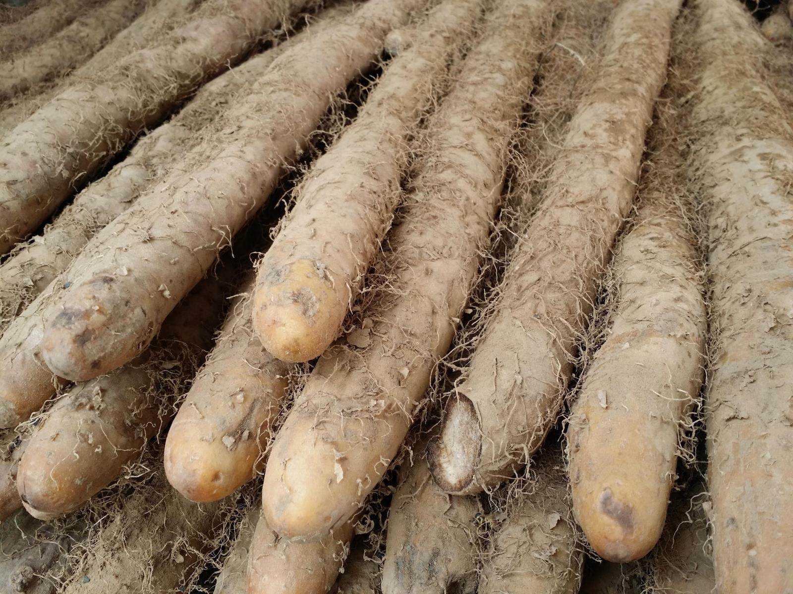 山药北京农产品食用地直产地蔬菜密云毛山药新鲜新鲜山药