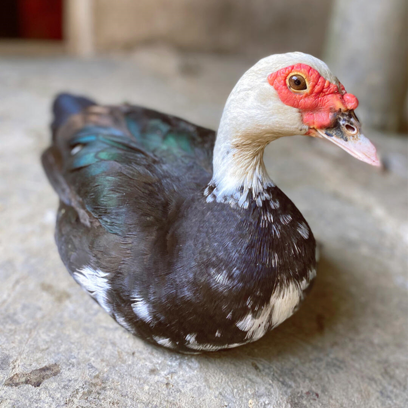 农家散养番鸭鸭子红脸放养新鲜现杀鸭肉鸳鸯鸭肉