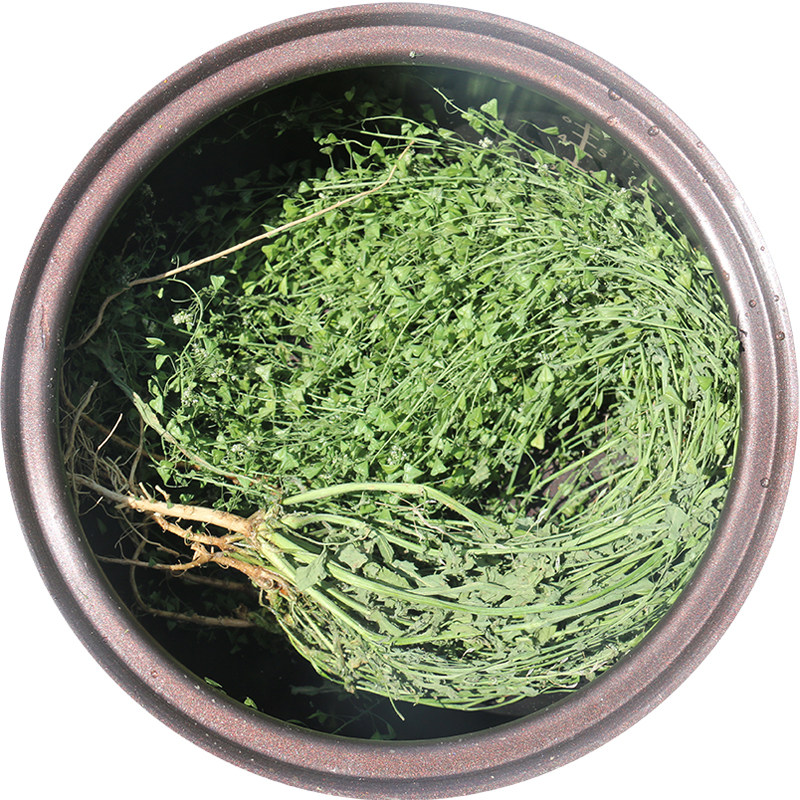 2021年三月三野生老荠菜干带根花籽整株月子煮水野菜晒干煮鸡蛋