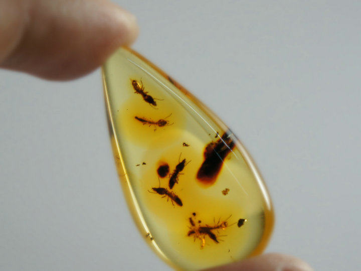 琥珀传奇波罗的海天然蜜半原石虫珀吊坠6只蚂蚁颈饰