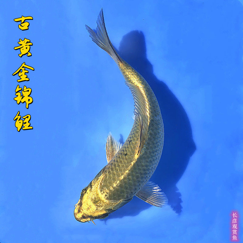 淡水水古黄金锦鲤鱼苗观赏鱼古典大气奢华金属鱼