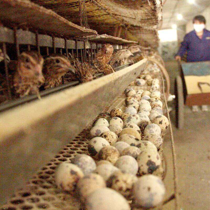 鹌鹑活的成年活物活体下蛋青年散养手养鸟一对鸟