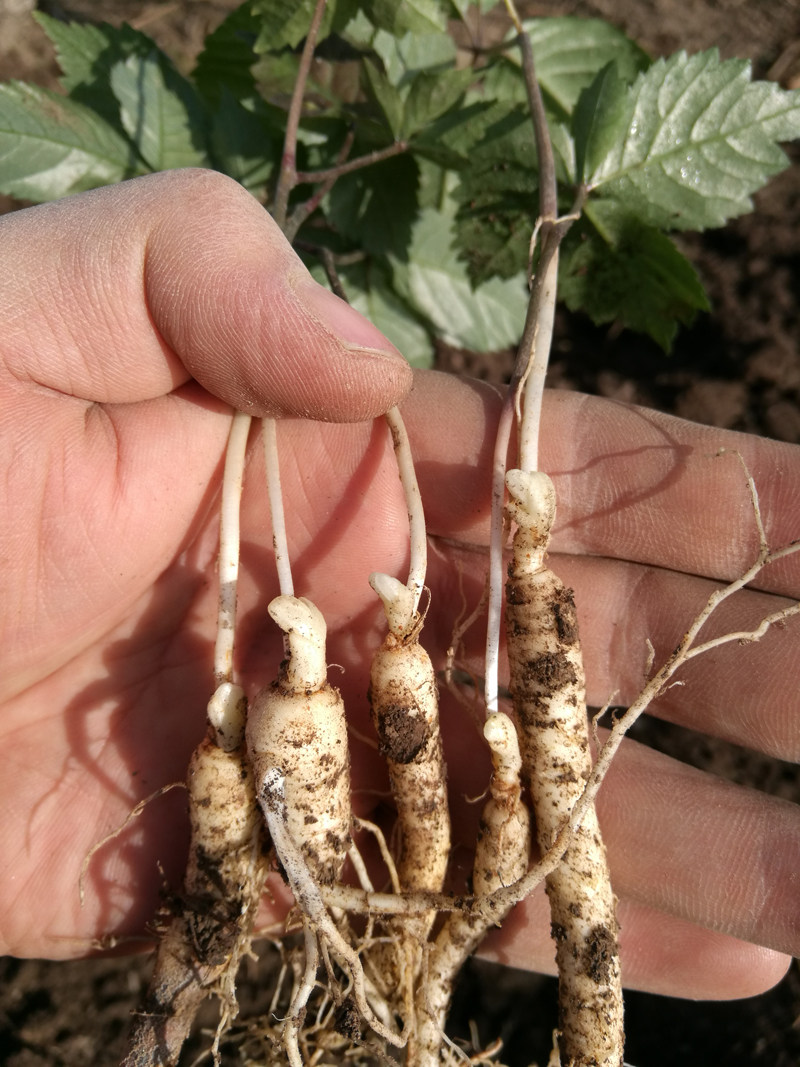 长白山人参苗 盆栽参苗室内 野山参种子苗 带土鲜小植物四季包邮