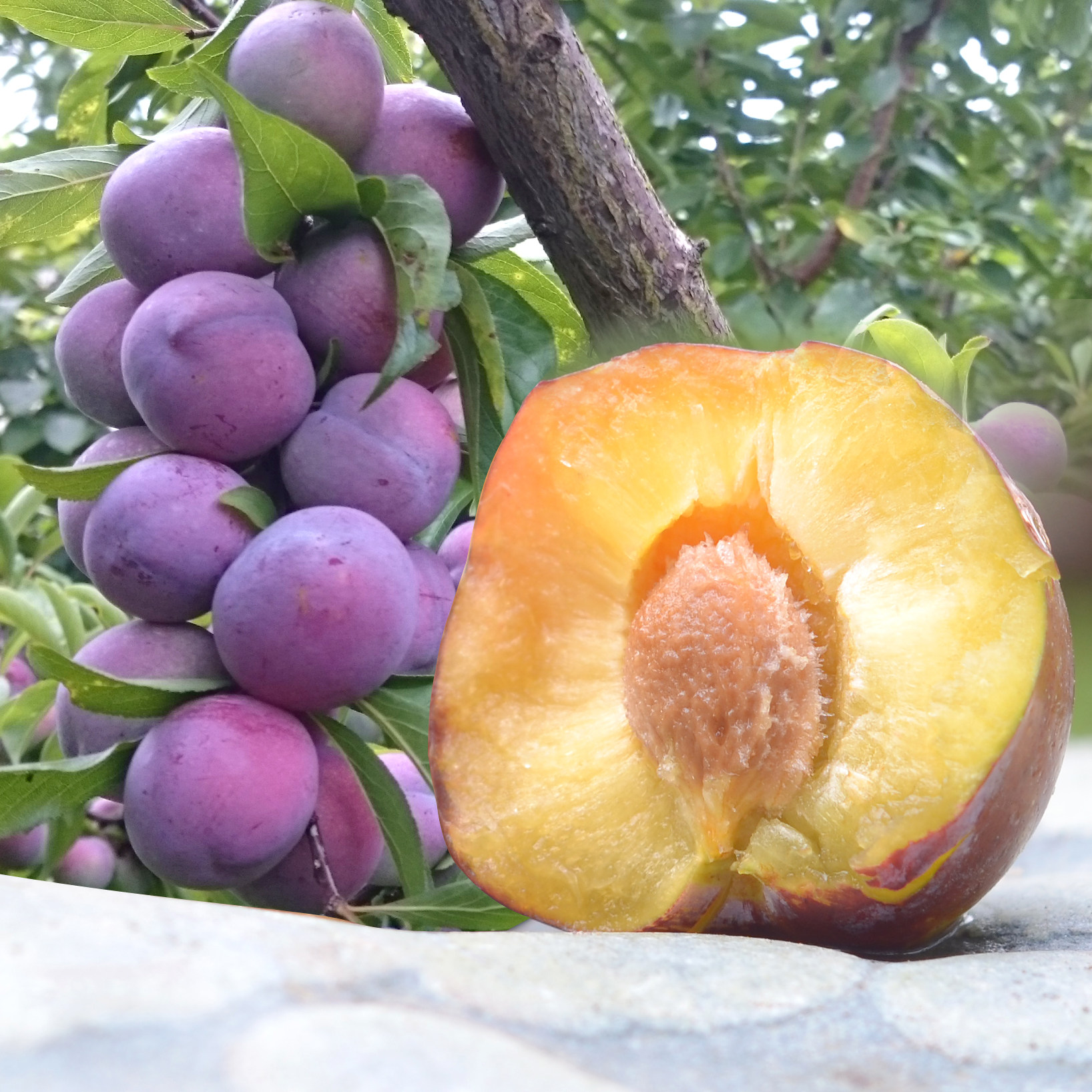 四川脆红李子脱骨空心甜脆新鲜孕妇水果现摘李子