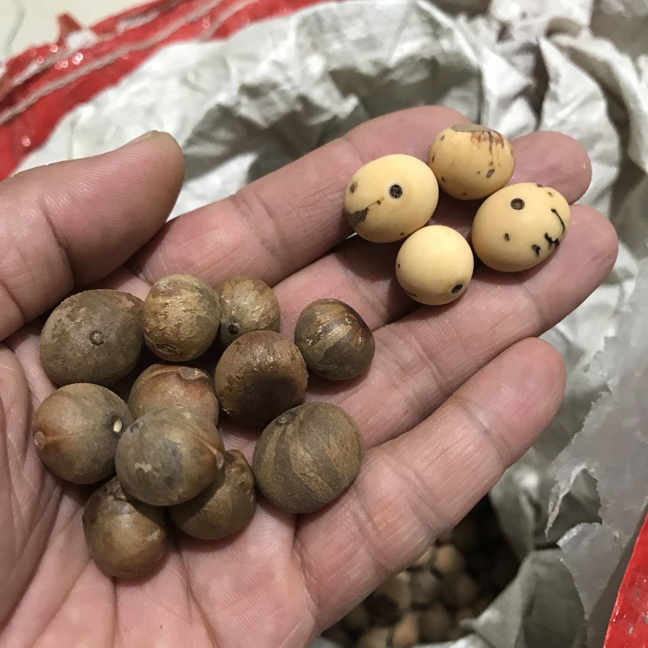 天然佛眼菩提提子原籽佛珠手链配珠按斤批厂家佛珠