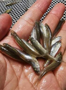 麦穗鱼饲料鱼活体鱼苗淡水养殖鳜鱼龙鱼鳄龟饲料喂乌龟吃的小鱼苗中南
