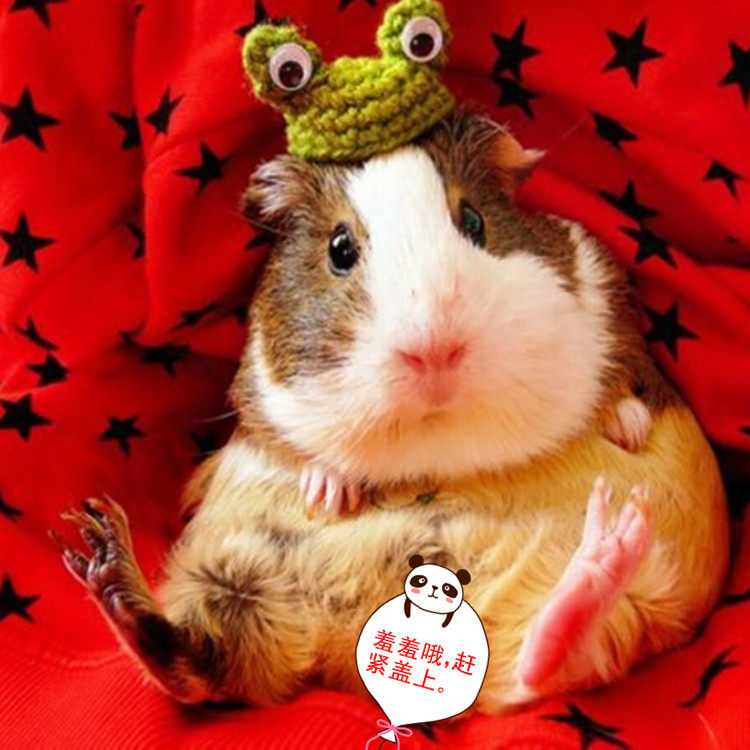 自家繁殖宠物短顺豚猪荷兰猪粮食活体猪猪彩豚荷兰鼠活物运输包活