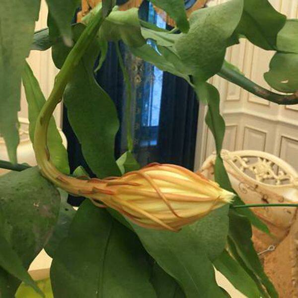 孔雀植物昙花花苗花卉盆栽观花室内带花浓香绿植