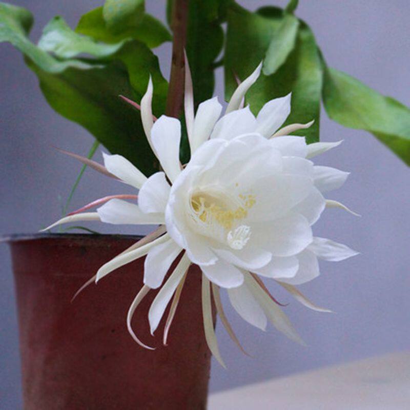 孔雀植物昙花花苗花卉盆栽观花室内带花浓香绿植