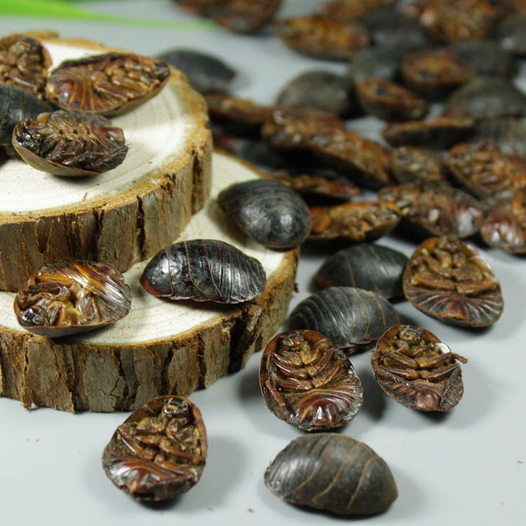 土元土鳖新货中药材乌龟臭虫母转屎虫500g包邮其他药食同源食品