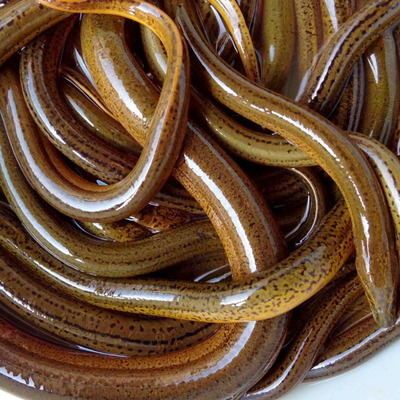 包邮洪泽湖晒干野生黄鳝骨头新鲜长鱼骨头晒干鳝鱼骨300g 可磨粉