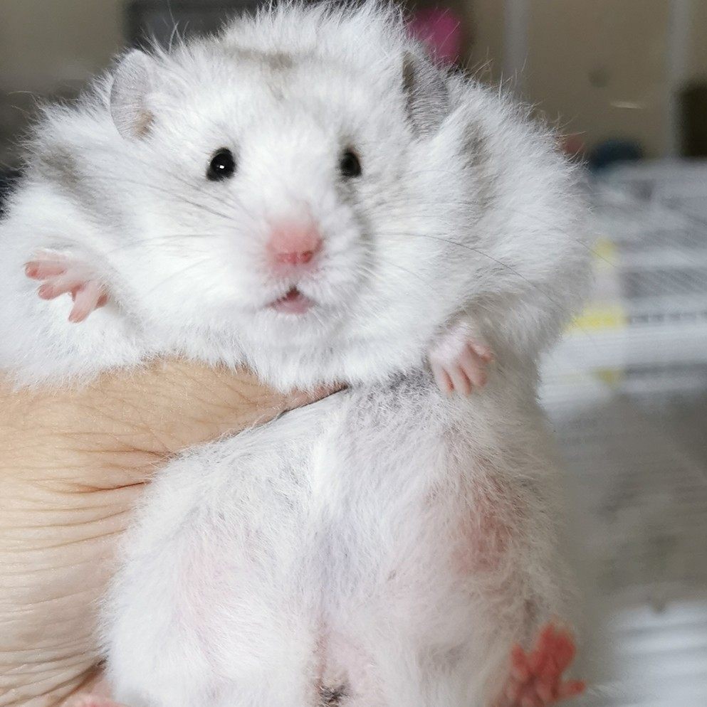 成年西施熊家养珍珠熊珍珠熊类长毛稀有银熊纹纯玩具