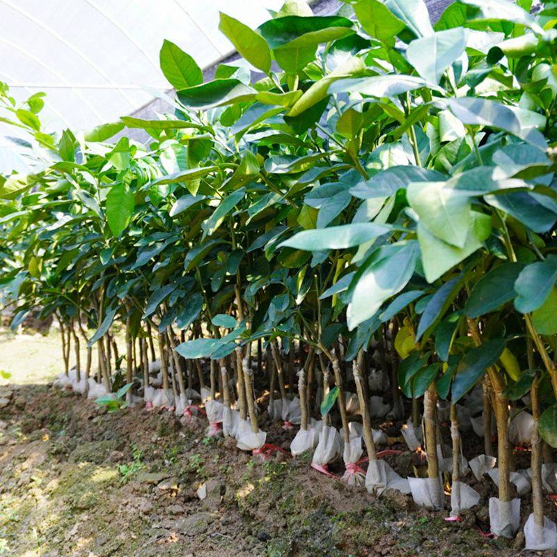 柚子沙田柚沙田树苗正宗容县苗白白肉发货包邮果树