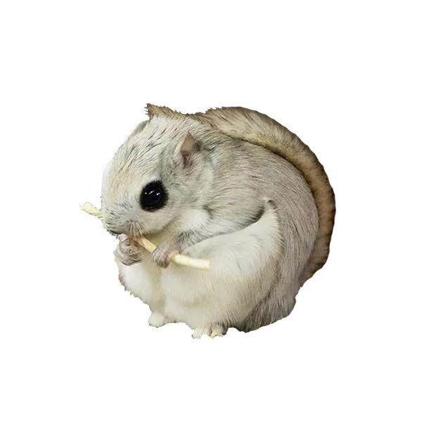 活物松鼠蜜袋鼯幼龙猫迷你萌宠微型宠物幼崽飞鼠