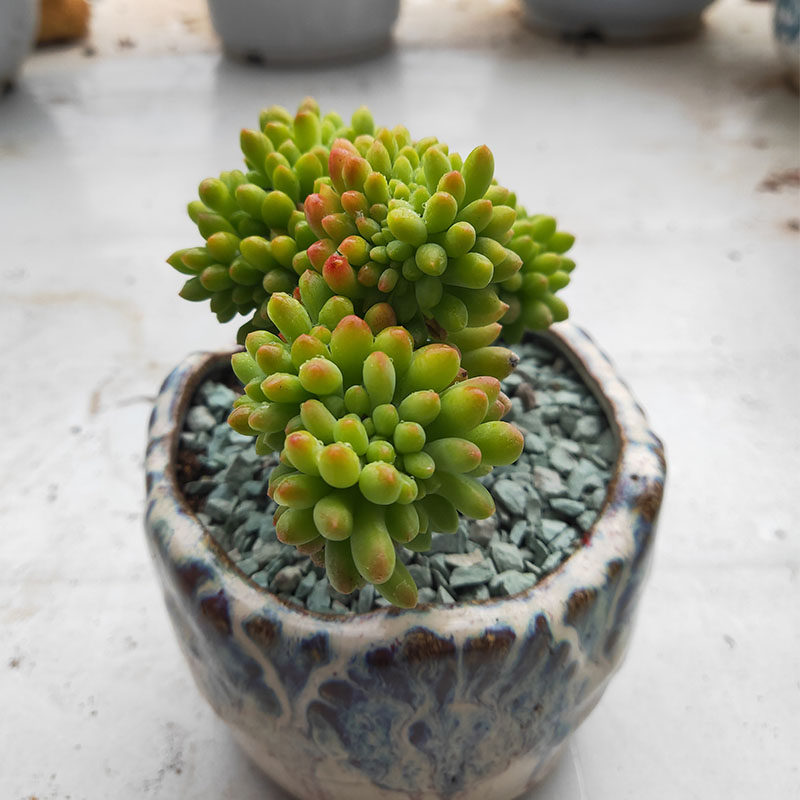 春萌缀化青松八千代缀化多肉植物小老桩萌肉肉嘟嘟小可爱盆栽花卉