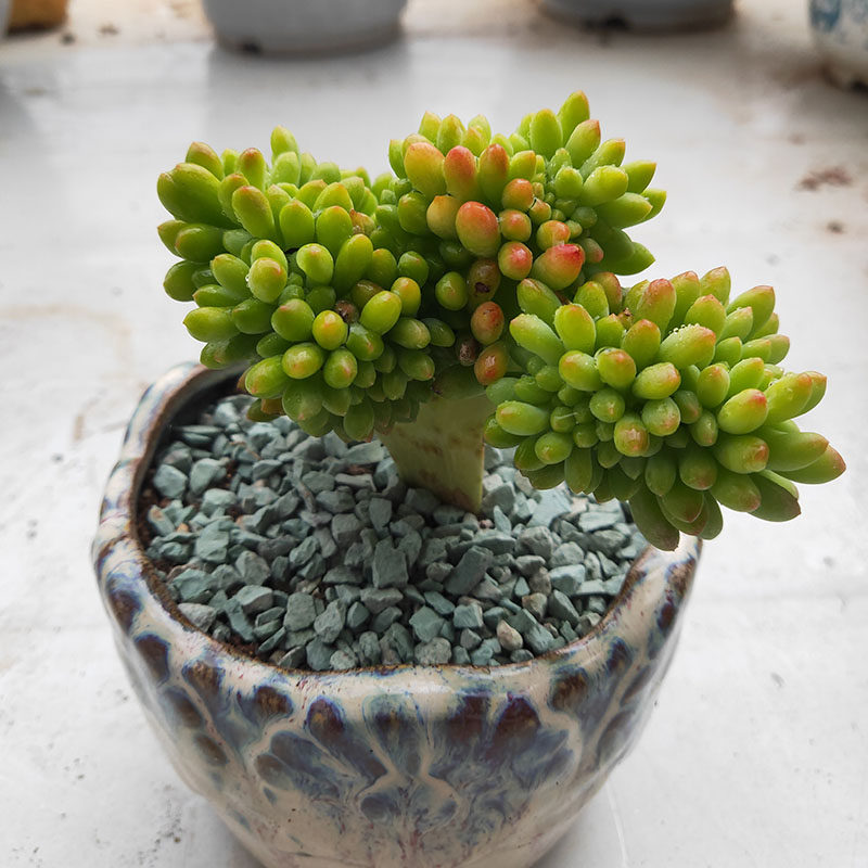 春萌缀化青松八千代缀化多肉植物小老桩萌肉肉嘟嘟小可爱盆栽花卉