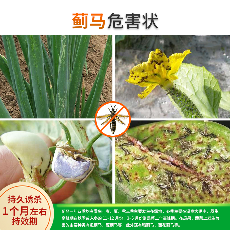 中捷四方蓟马信息素诱芯诱剂烟蓟马葱蓟马西花蓟马等