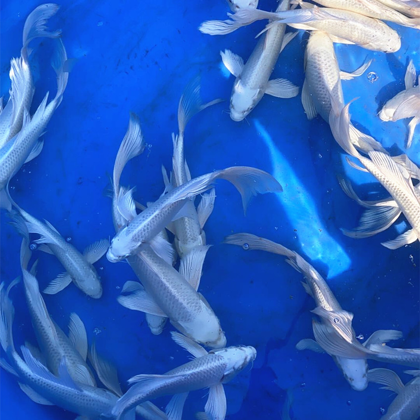 白金锦鲤鲤鱼渔场风水银白色冷水龙飞凤舞活体水族鱼