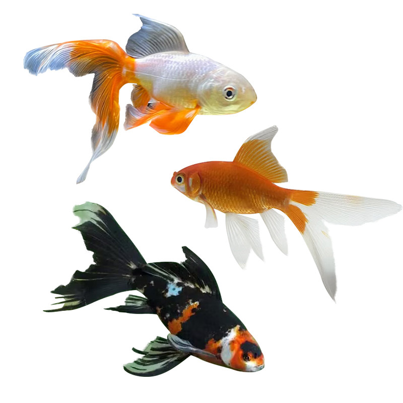 鲫鱼精品品红草红花草金草金鱼冷水鹦鹉大小鱼