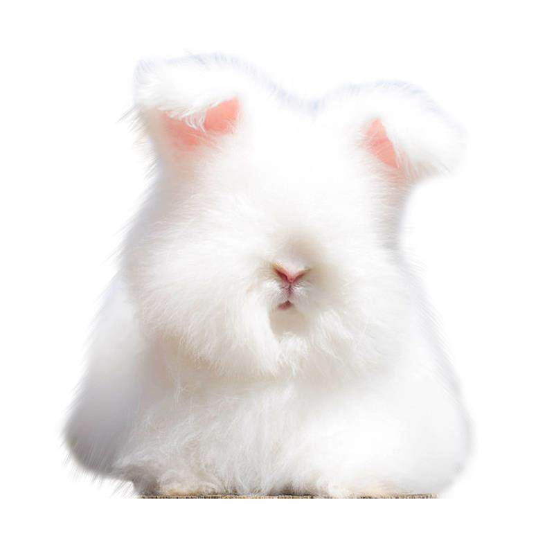 网红英国巨型安哥拉兔长毛宠物小白小白兔兔子活物兔