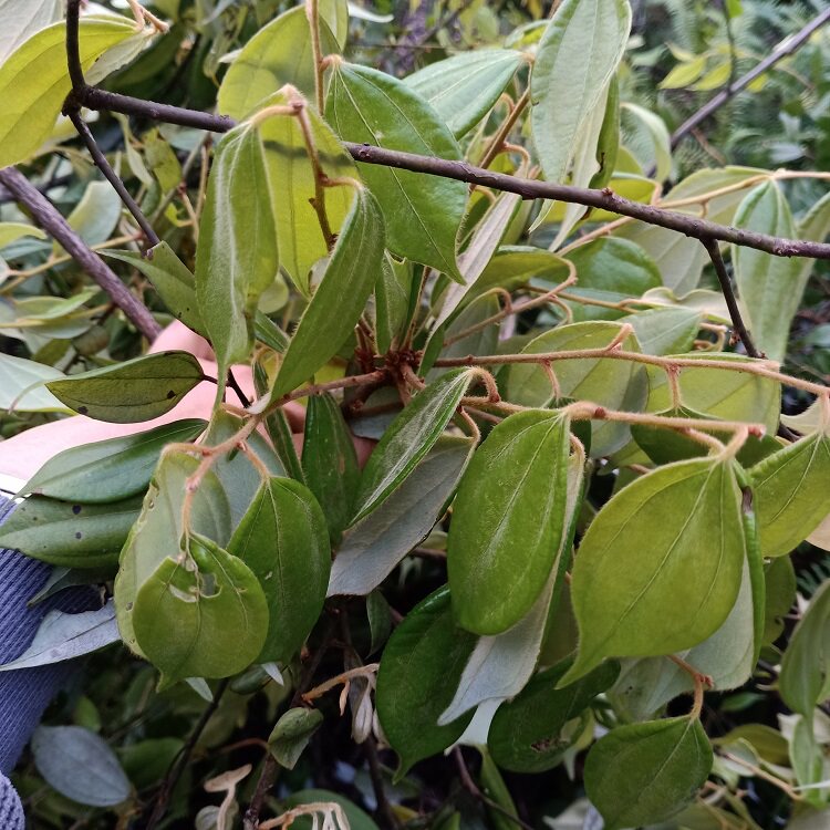 乌药新鲜枝叶野乌500g天台樟矮樟铜钱树细叶其他药食同源食品