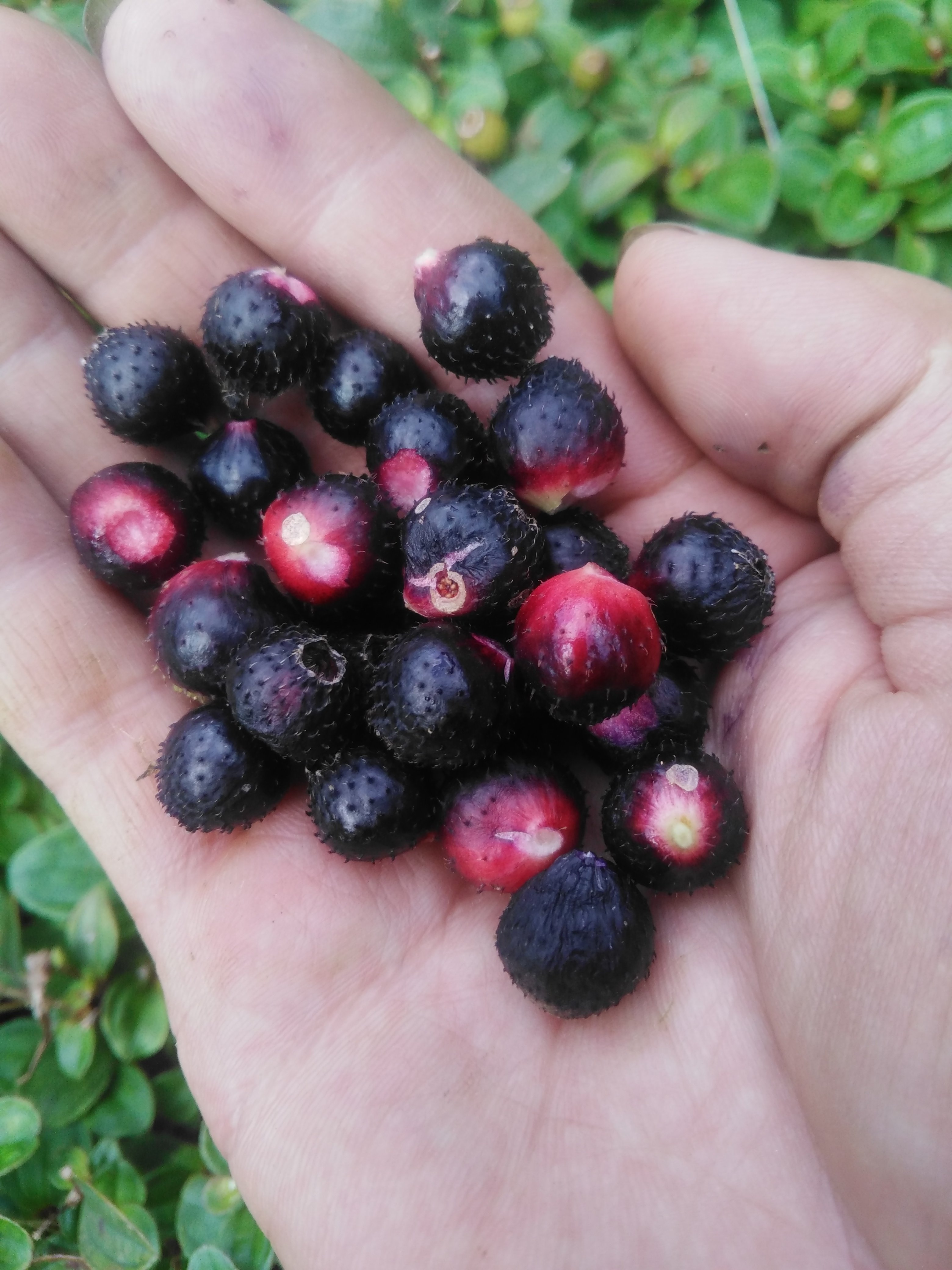 新鲜地稔野地茄子泡酒铺地锦地山地棯地石榴其他药食同源食品