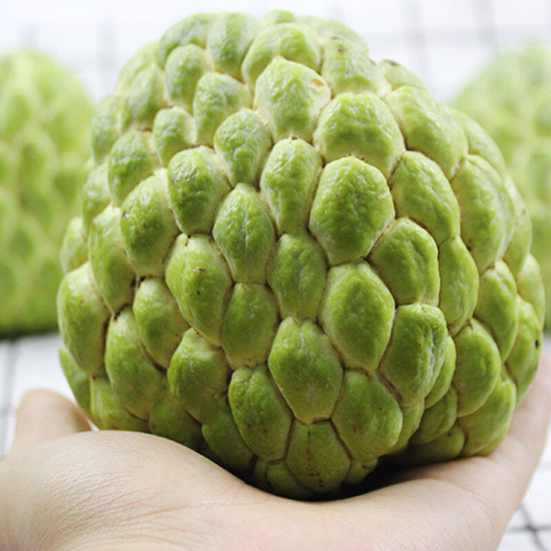 泰国牛奶凤梨大目释迦5斤装新鲜进口佛头果番番荔枝