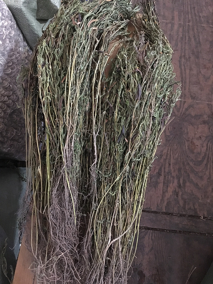 野生田基黄500g中药材地耳草花草七寸金禾霞气野生 足干货田基王