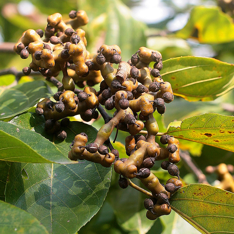 2021钩子1斤枳椇煲汤水果鸡爪食用金钩子万寿果其他药食同源食品