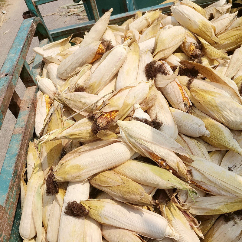 晒干玉米棒老玉米棒子活动道具装饰新带皮穗整根宠物玉米