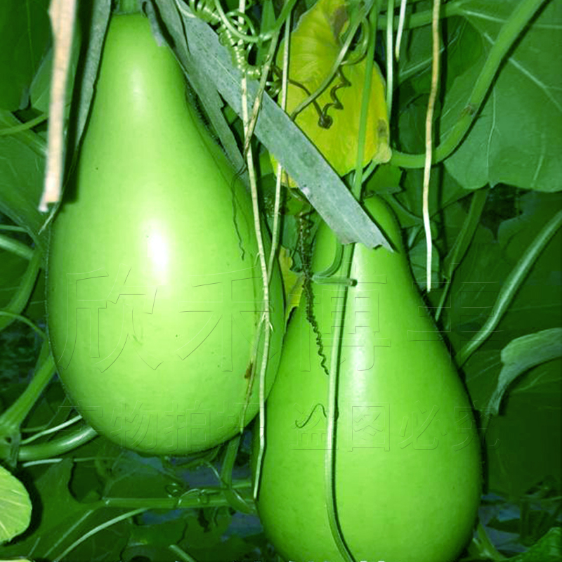 圆瓠种子菜种蔬菜庭院爬藤农家耐热菜瓜瓜种家庭园艺种子